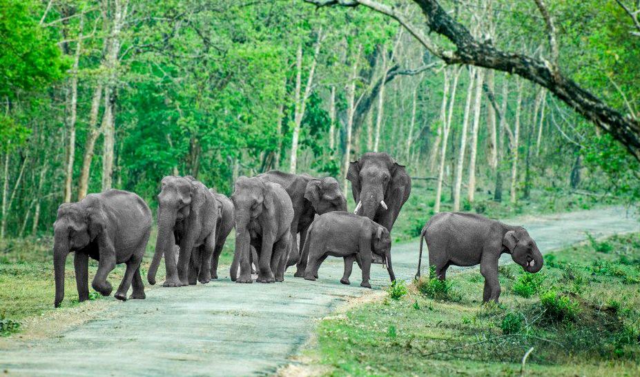elephants,Bandipur outstation cabs bangalore,Bandipur cab services in bangalore,car for rent in bangalore for Bandipur,rental cars,bangalore car rent,bangalore cab services
